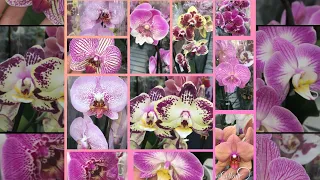 Огляд орхідей 4️⃣.0️⃣4️⃣.2️⃣0️⃣2️⃣4️⃣🌸🌱💚Епіцентр✅ КИЇВ🇺🇦