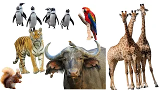 Animal Name Sound Learning Video. Dog Cow Cat Horse Tiger Lion Elephant Crocodile Frog Gorilla