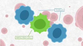 CAR T-cell therapy at Penn State Cancer Institute: How It Works