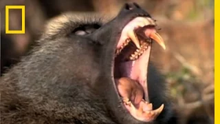 Baboon Attack! | National Geographic