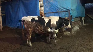 Holstain inek aşılama ( tohumlama ) holstain boğa  980 kg