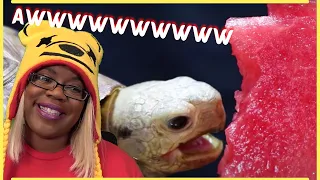 Tortoise Eating LIKE Button ASMR Turtle 41 | Animal ASMR | AyChristene Reacts