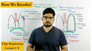 Mechanism of breathing | Inhalation & Exhalation |