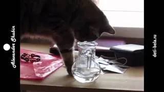 как истинная британская кошка пьет воду   кошки смешное видео   приколы с кошками