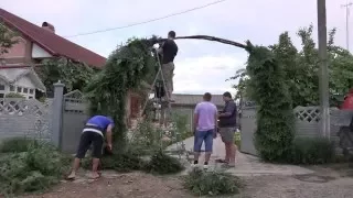 Буковинська, ялинкова брама на весілля