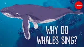 Why do whales sing? - Stephanie Sardelis