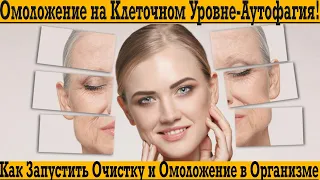 Аутофагия - омоложение и очистка организма на клеточном уровне!