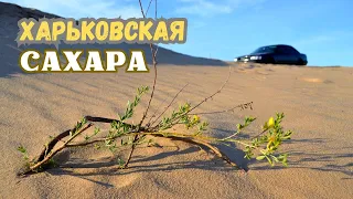 Кицевская пустыня.Уникальное место в Харьковской области