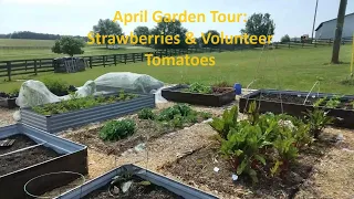 April Garden Tour Strawberries & Volunteer Tomatoes