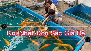 Cá Koi Nhật Dẫn Đàn Đơn Sắc Giá Rẻ