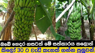 How can grow a banana tree to take a big harvest easly.