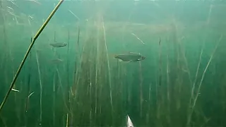 Подводная охота выход сазана…ПРОМАХ. SPEARFISHING MISSED THE LARGE CARP