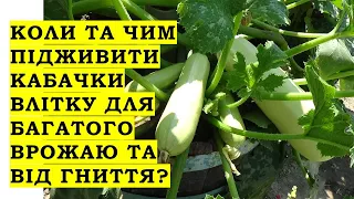 Коли і чим підживити кабачки влітку для багатого врожаю та від гниття плодів?