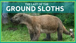 The Last of the Ground Sloths