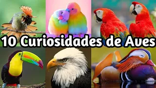 10 DATOS CURIOSOS de las AVES  que NO SABIAS!! 😨 Cosas Raras de los PAJAROS, documental