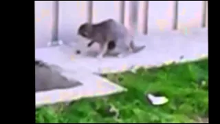 Кот против ящерицы (Cat against lizards)