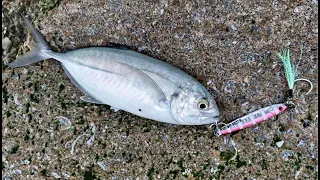 Shore jigging morning ☀️ with Blue runners that surprised before the season🐟😮 4K ENG Subtitles