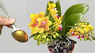 Only 1 Spoon! The orchid immediately grows roots on the tree and blooms all year round