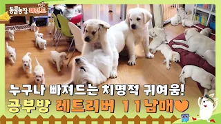 [Legendary TV Animal Farm] 11 retriever who conquered the study room with their cuteness!