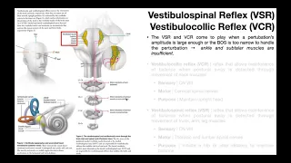 RPAs EXPLAINED [Part 2a] | Vestibulospinal Reflex (VSR) & Vestibulocollic Reflex (VCR)