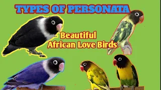 DIFFERENT TYPES OF PERSONATA| AFRICANLOVE BIRDS #africanlovebirds #birdsprice #parakeets #birdslover