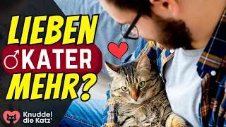 Lieben Kater ihre Menschen mehr als Katzen? ❤