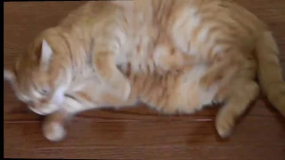 World's funniest cat videos-FUNNY CATS you will remember and LAUGH all day