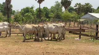 My cows