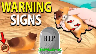 Signs Your Hamster Will Die Soon...