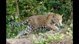 Jaguars: Wildlife of the Pantanal, 2021 -  Part III