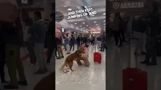 Dog reunites with his owner at the airport 🥹