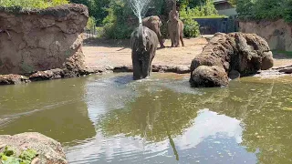 Dublin Zoo in Phoenix Park - A small zoo but an enjoyable day in June 2023