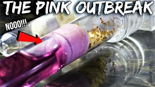 OH NO! MY FIRE ANTS ARE IN DANGER | The "Pink Outbreak"