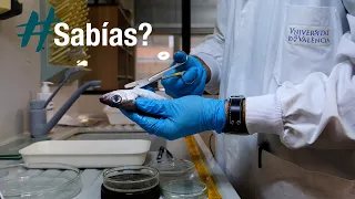 #Sabías? | Cómo prevenir anisakis en tus platos