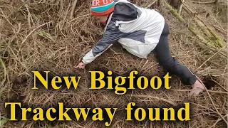 New Bigfoot track way discovery.  Sasquatch in Washington State