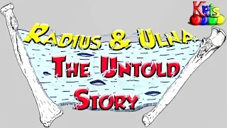 The Radius and Ulna Bone → Anatomy and Bony landmarks video || By: Kinesiology Kris