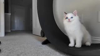 A kitten learning how to run on a wheel