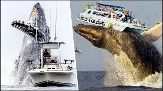 Huge whales attack ships... Incredible! - 20 Largest Whales Caught on Video