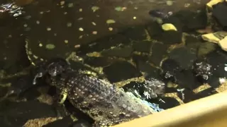 Хорошее утро: Крокодил