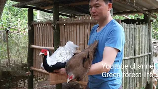 Build a bamboo house to raise white pheasants.  Robert |  Green forest life