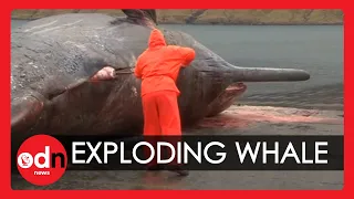 Exploding sperm whale Carcass caught on camera in The Faroe Islands!