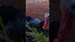 Still angry big bird!!! #shorts #short #pets #turkey #attack #fear #nature #funny