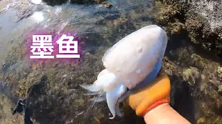 【合集纯享】阿平赶海遇到一条被搁浅的东星斑，之后还抓了海参和金蛋螺#fishing #fish #seafood