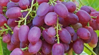 Veles Grapes - one of the best varieties bezsemyannіh