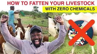 HOW TO GET THE BIGGEST CATTLE, GOATS AND SHEEP AT YOUR FARM IN AFRICA