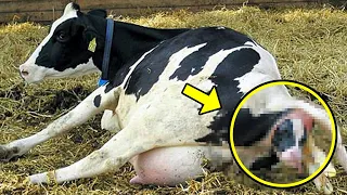 When This Farmer Discovered What His Cow Gave Birth To, He Froze In Complete Shock!