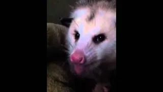 Awesome Opossum & Watermelon