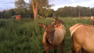 Elk cows talking  pt. 2