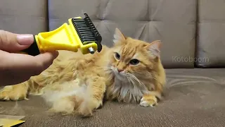 The perfect Deshedder for fluffy cats, now the fur will be soft, like a kitten