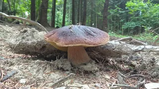 grzyby 2022 początek sezonu? vol. 2 boletus edulis